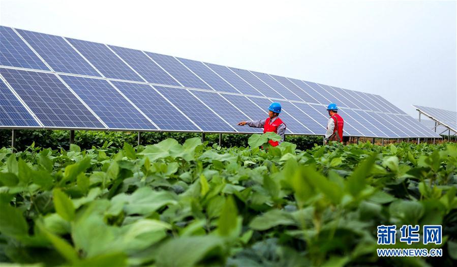 （經(jīng)濟(jì)）（1）河北魏縣：&ldquo;農(nóng)光互補(bǔ)&rdquo;助農(nóng)增收