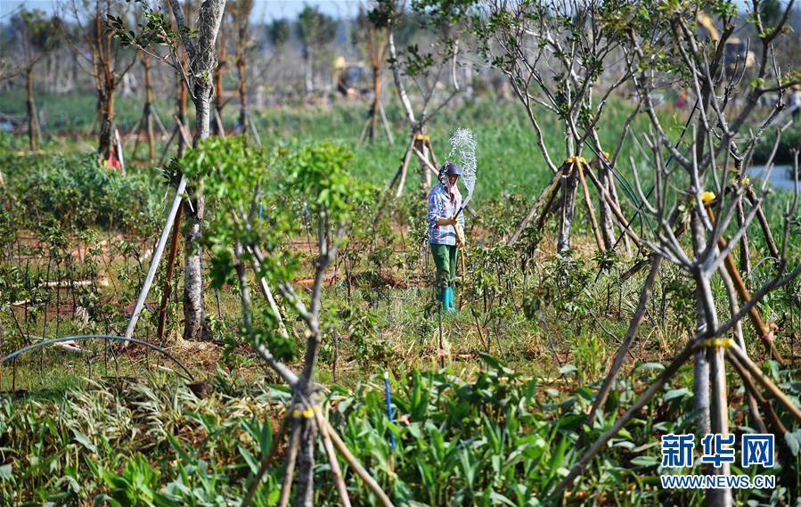 （環(huán)境）（5）?？诮瓥|新區(qū)生態(tài)修復(fù)